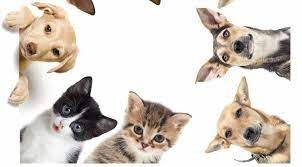 I nostri amici a quattro zampe